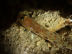 Thorogobius macrolepis