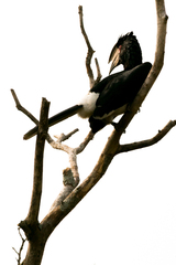 Bycanistes bucinator