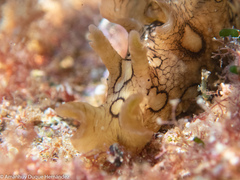 Aplysia dactylomela