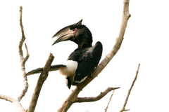 Bycanistes bucinator