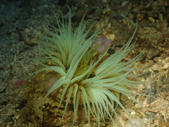 Cerianthus membranaceus