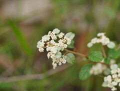 Spyridium parvifolium