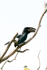 Bycanistes bucinator