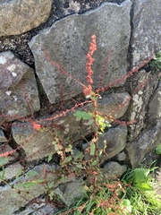 Rumex conglomeratus