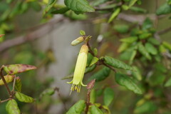 Correa reflexa lobata