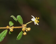 Asterolasia asteriscophora albiflora