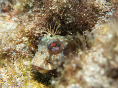 Parablennius goreensis