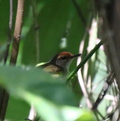 Phyllergates cucullatus