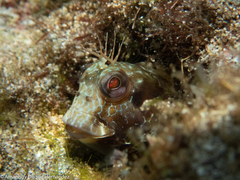 Parablennius goreensis