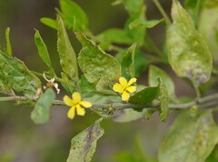 Goodenia ovata