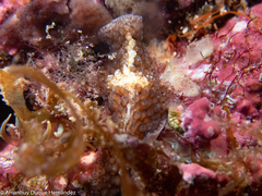 Thysanozoon brocchii