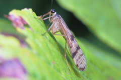 Panorpa kongosana