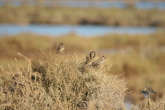 Passer hispaniolensis