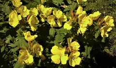 Oenothera pilosella