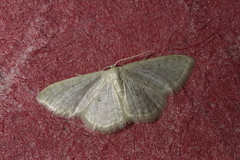 Idaea subsericeata