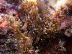 Thysanozoon brocchii