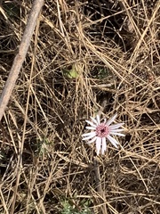 Gerbera viridifolia