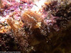 Thysanozoon brocchii