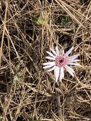 Gerbera viridifolia