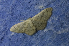 Idaea aversata