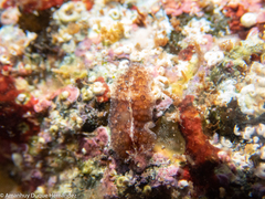 Thysanozoon brocchii