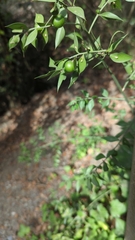 Ruscus aculeatus