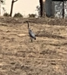 Ardea melanocephala