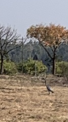 Ardea melanocephala