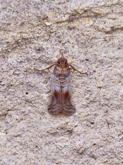 Chararica hystriculella