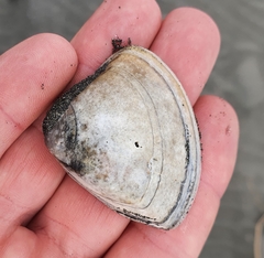 Crassula aequilatera