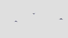 Nestor meridionalis septentrionalis