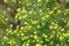 Pimelea flava flava