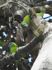 Cyclopsitta diophthalma