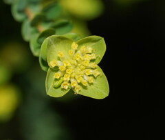Pimelea flava flava