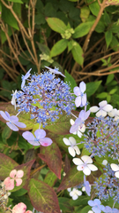 Hydrangea macrophylla