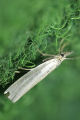 Crambus perlella