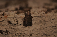 Spodoptera exigua