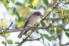 Ficedula hypoleuca