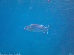 Dicentrarchus labrax