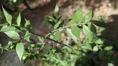 Ruscus aculeatus