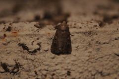 Spodoptera exigua