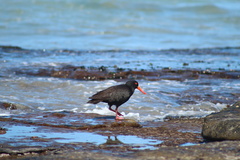 Haematopus fuliginosus