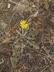 Taraxacum serotinum