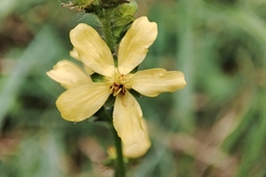 Agrimonia eupatoria