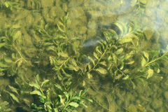 Potamogeton lucens