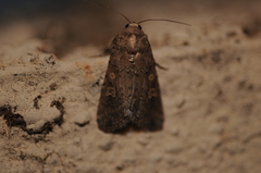 Spodoptera exigua