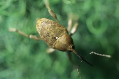 Curculio glandium