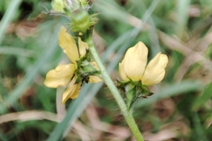 Agrimonia eupatoria