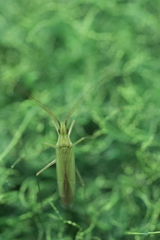 Trigonotylus