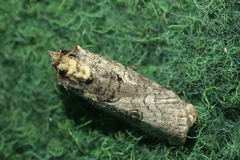 Epilecta linogrisea